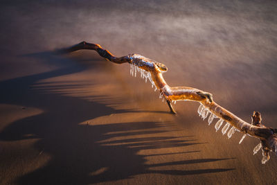 Icicles on tree branch lying on beach