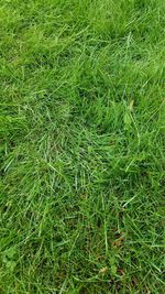 Full frame shot of grass on field