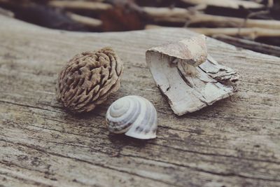 Close-up of shells on table