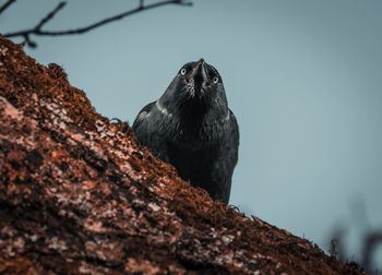Deathstare from a crow