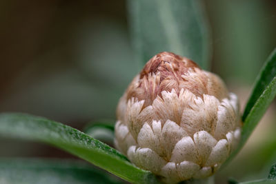 Close-up of flowering plant