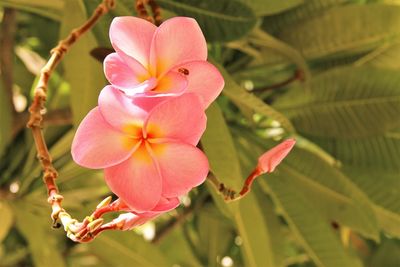 Close-up of pink flowering plant