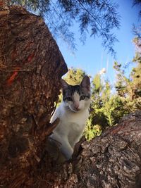 Portrait of cat on tree trunk