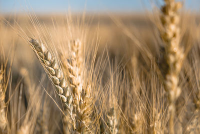 Close-up of stalks in wheat field