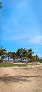 Palm trees on beach against blue sky