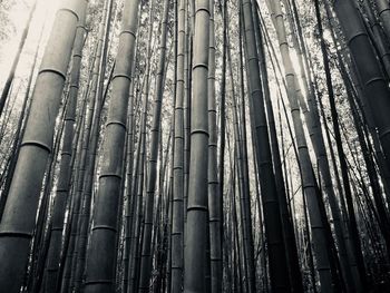 Low angle view of bamboo