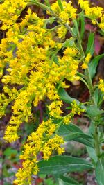 Close-up of yellow flowers