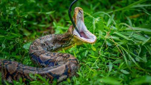 A big and ferocious python catches snakes by hand, beautiful striped boa in a fertile forest.