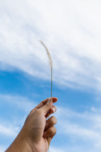 Low angle view of hand holding plant against sky