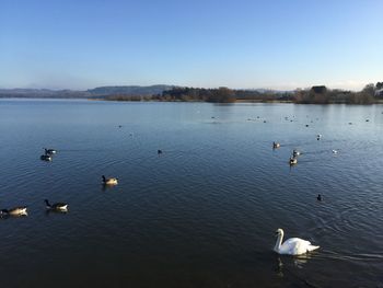 Ducks swimming in lake