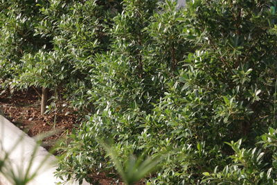 Full frame shot of plants against trees