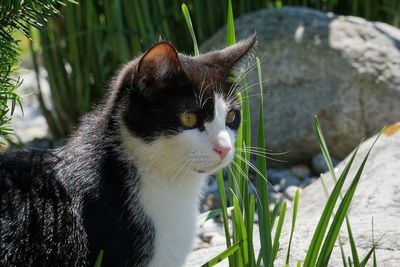 Close-up of a cat looking away