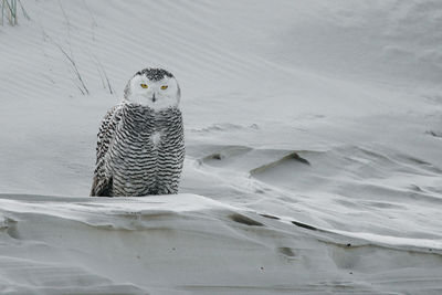 Portrait snowy owl at beach