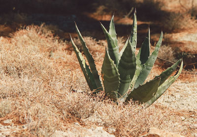 Close-up of cactus in field
