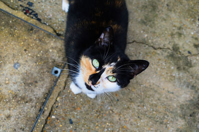 High angle portrait of cat with kitten