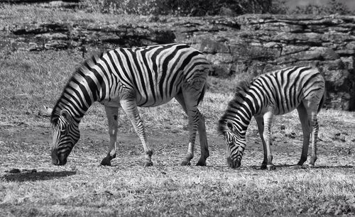 Zebra with foal standing on field