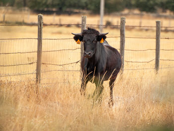 View of a horse on field