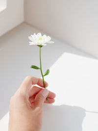 Hand with chrysanthemum flower. woman is holding blooming flower on grey shadowed background.