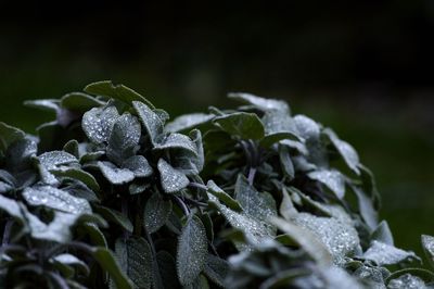 Close-up of frozen plant leaves during winter