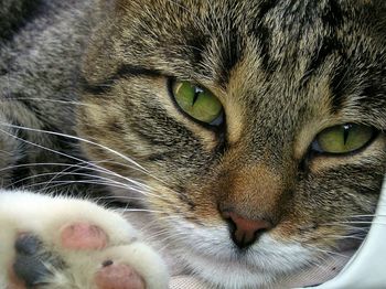 Close-up portrait of cat