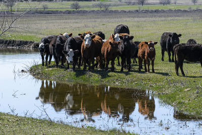 Cows standing in a lake