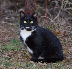 Portrait of black cat on field