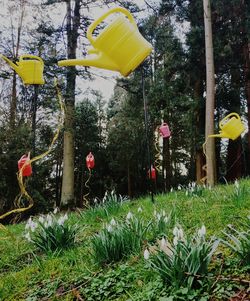 Yellow flowers in park