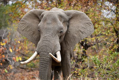 Elephant in a forest