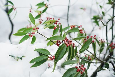 Close-up of white flowers blooming on tree