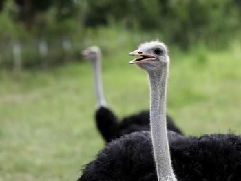 Close-up of bird