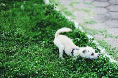 Dog on grassy field