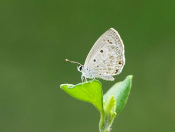 Close-up of butterfly pollinating flower