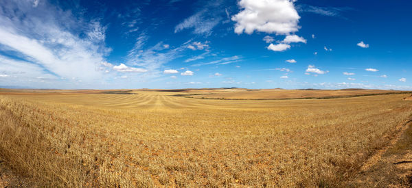 Wheat field on the route 62 near oudtshoorn, south africa