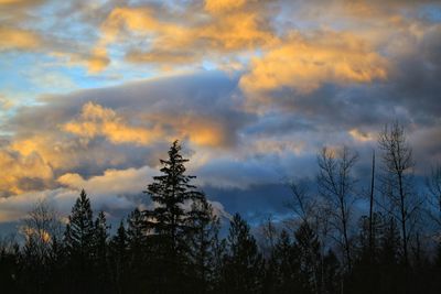 Trees in forest against sky during winter