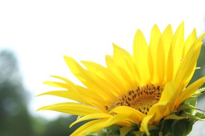 Close-up of sunflower against white background