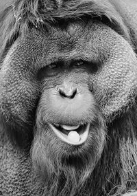 Close-up portrait of orangutan