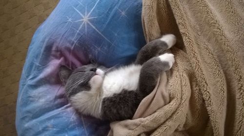 Cat on blanket