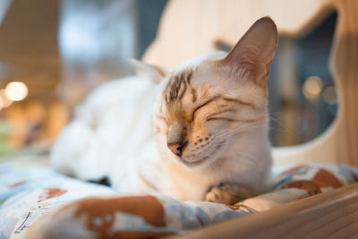 Close-up of cat sleeping on bed