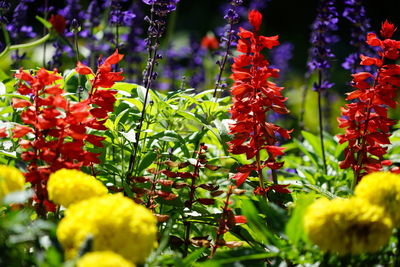 Close-up of red flowers blooming outdoors