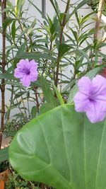 Close-up of pink flowering plant