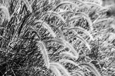 Close-up of grass on field