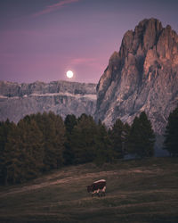 View of a horse on a field