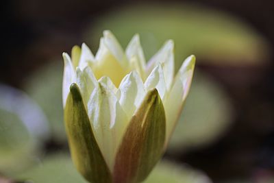 Close-up of white water lilly