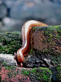 Close-up of millipede on rock