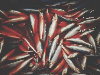 Full frame shot of red chili peppers