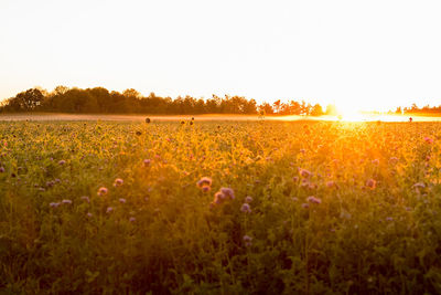 Scenic view of field against clear sky during sunset