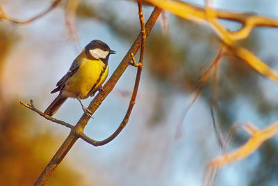 Close-up of bluetit perching on branch