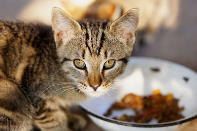 Close-up portrait of cat