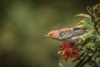 Close-up of bird perching on plant