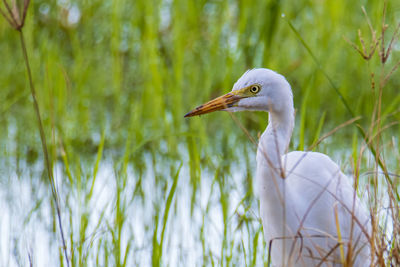 Close-up of a bird